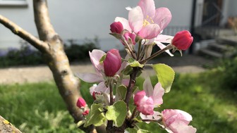 Apfelblüte im Garten von St. Theresia