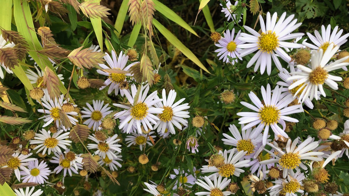 Blumen im Garten von St. Theresia