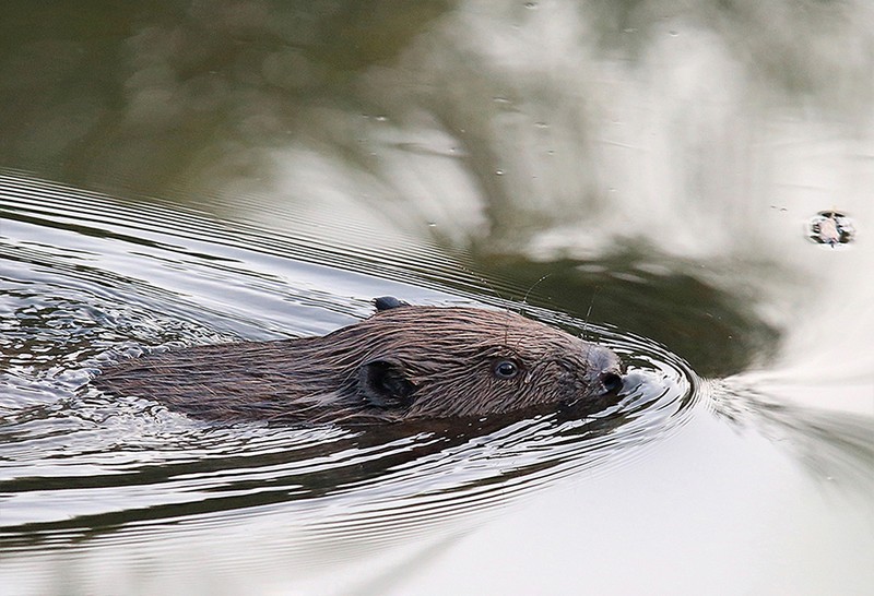 Ein schwimmender Biber