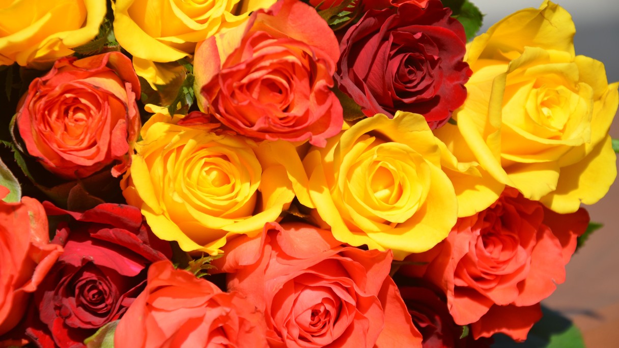 Aktionstag: Blumen und Saatgut für eine Welt ohne Hunger