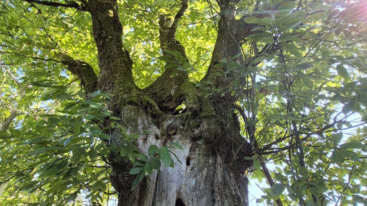 Ein grosser alter Baum