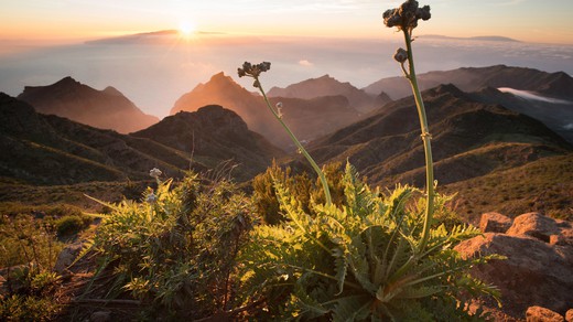 Bild von «DOK»: Die Kanarischen Inseln – Nebelwald und Wüsten