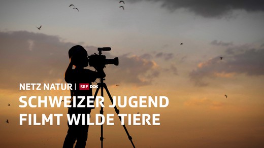 Bild von «NETZ NATUR»: Schweizer Jugend filmt ... wilde Tiere
