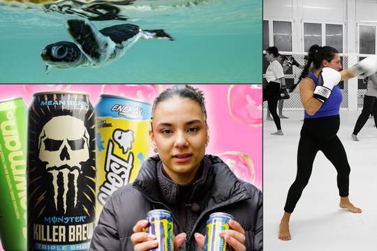 Bild von SRG-Programmtipps der Woche: Huhn, Hirn und Meeresschildkröten