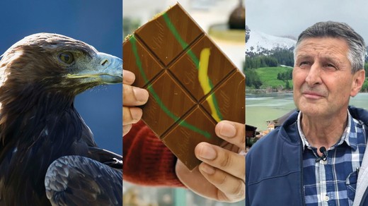 Bild von SRG-Programmtipps der Woche: Steinadler und Beat Jans