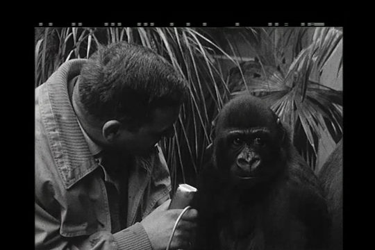 Bild von Aus dem SRF-Archiv: So entwickelten sich die journalistischen Formate bei SRF über die Jahre