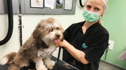Bild von Von Hunden und Katzen am Karfreitag