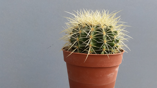 Bild von Immer wieder Satire – und ein Kaktus