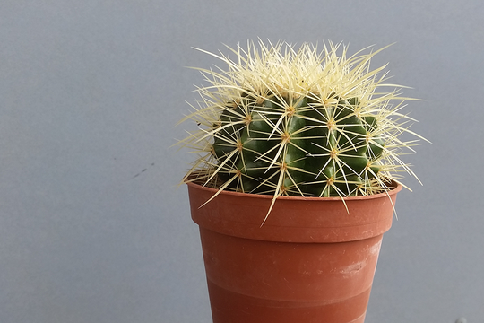 Bild von Immer wieder Satire – und ein Kaktus