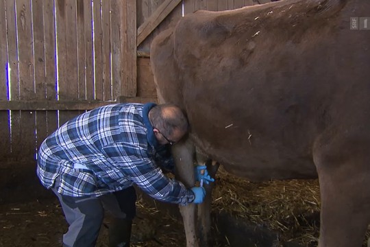 Bild von «Kassensturz» über das Schlachten trächtiger Kühe war sachgerecht