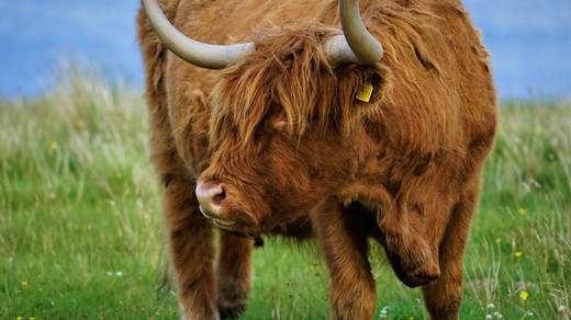 Bild von «DOK»: Schottlands wilder Norden – Von Schafen und Surfern