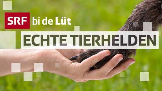 Bild von «SRF bi de Lüt – Echte Tierhelden»
