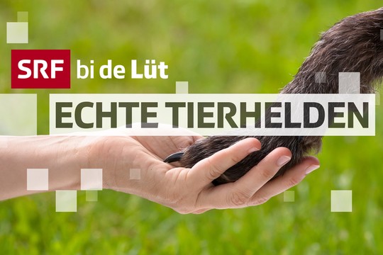 Bild von «SRF bi de Lüt – Echte Tierhelden»