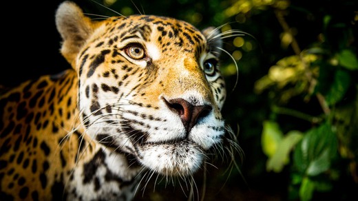 Bild von «DOK»: Die Welt der Raubkatzen – Tödliche Eleganz