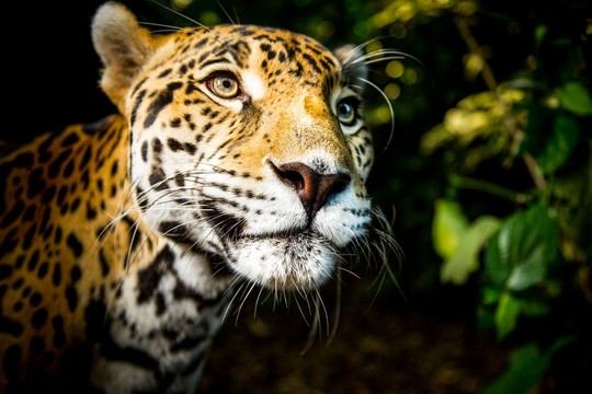 Bild von «DOK»: Die Welt der Raubkatzen – Tödliche Eleganz