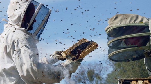 Bild von Filmfestival Locarno: «More than Honey»