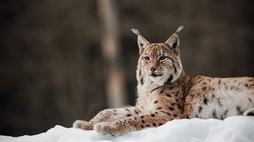 Bild von «DOK»: Winterwunderland