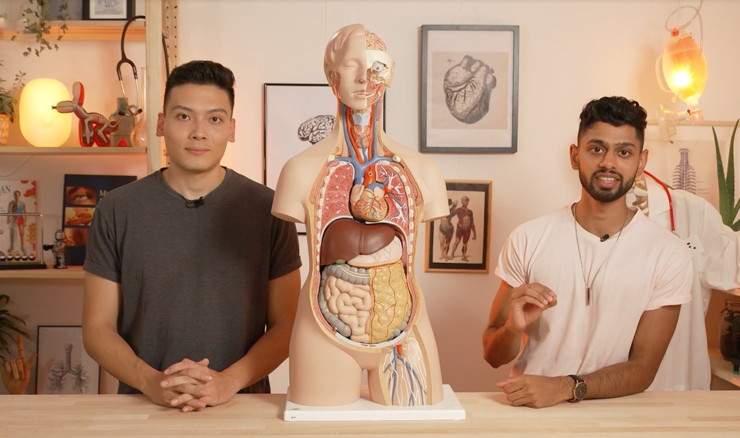 Die beiden Hosts Willi Balandies und Afreed Ashraf stehen neben einem Körpermodell