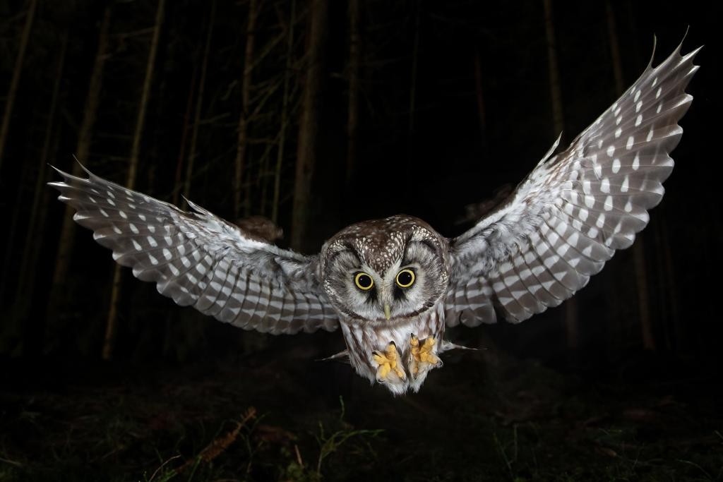 Waldtiere bei Nacht – Über Leben im Dunkeln Raufusskauz im Flug