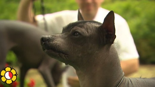 Bild von Waren Nackthunde im «Donnschtig-Jass» zulässig?