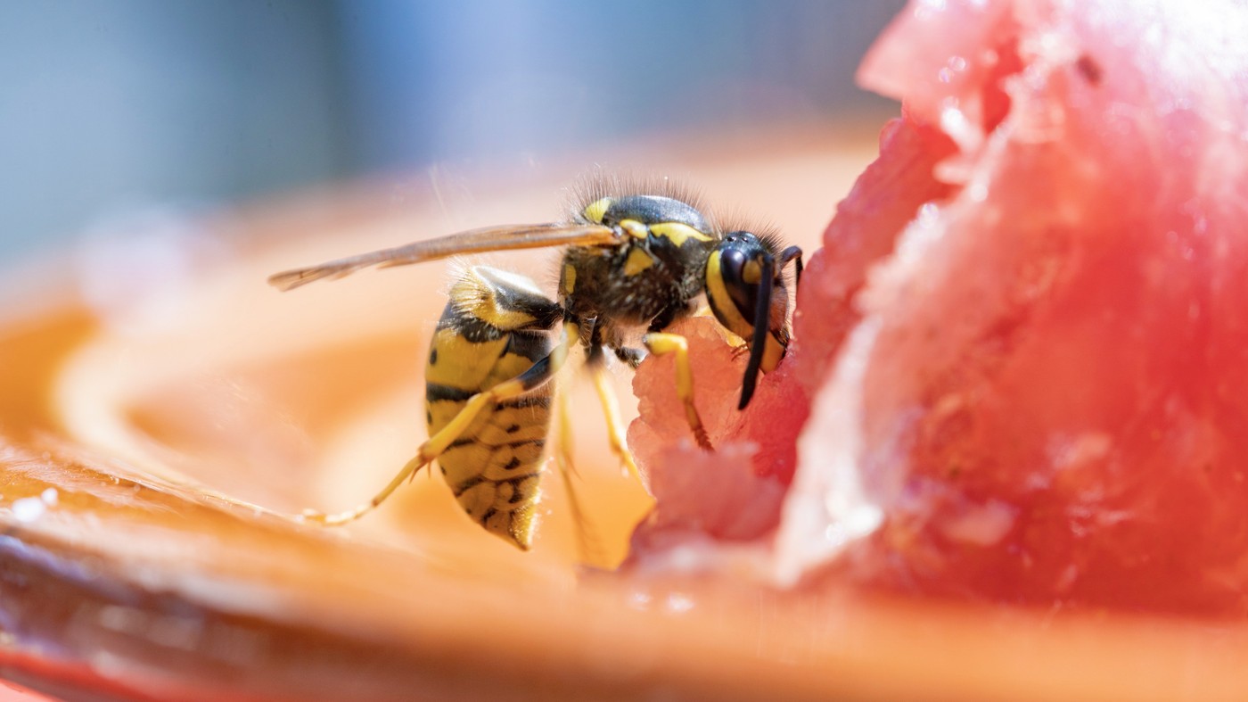 Wespe frisst ein Stück Wassermelone