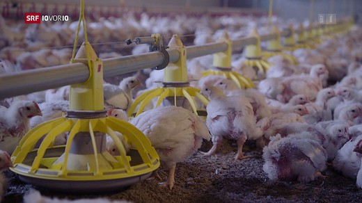 Bild von Keine Manipulation beim Hühnerbericht