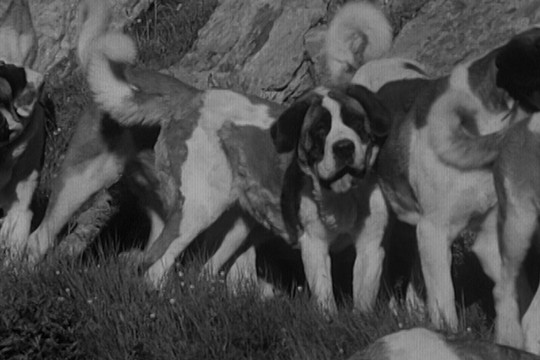 Bild von Bernhardiner-Hype 1971: Warum ihn plötzlich alle wollten