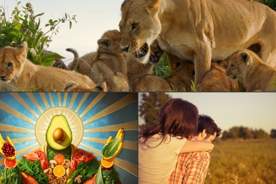 Bild von SRG-Programmtipps: Natur und Normen