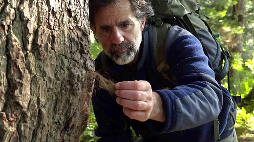 Bild von Rückkehr nach Alaska – Reno Sommerhalder im Urwald von Tongass