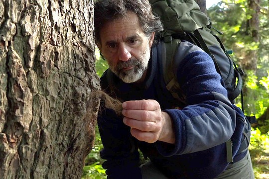 Bild von Rückkehr nach Alaska – Reno Sommerhalder im Urwald von Tongass