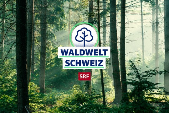Bild von «SRF school»: Waldwelt Schweiz